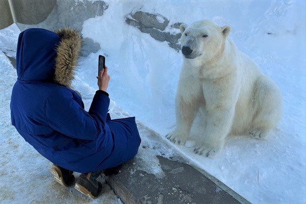 Visitor looking at polar bear through the glass window
